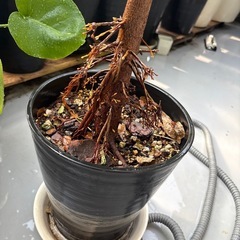 【引き取り限定】レア フィカス スペルバ 140cm ゴムの木 観葉植物 鉢付の画像