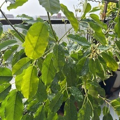 【引き取り限定】レア フィカス スペルバ 140cm ゴムの木 観葉植物 鉢付の画像