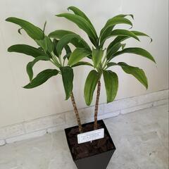 🌿ドラセナ70cm/ウッドチップ/ピック付き/観葉植物🌿の画像