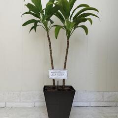 🌿ドラセナ70cm/ウッドチップ/ピック付き/観葉植物🌿の画像