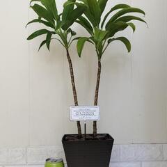 🌿ドラセナ70cm/ウッドチップ/ピック付き/観葉植物🌿の画像