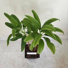 🌿ドラセナ70cm/ウッドチップ/ピック付き/観葉植物🌿の画像