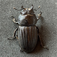 交渉成立【新着】スジブトヒラタクワガタペアの画像
