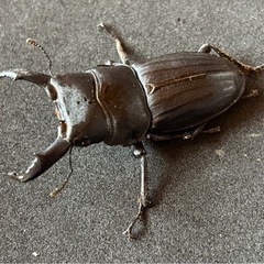 交渉成立【新着】スジブトヒラタクワガタペアの画像