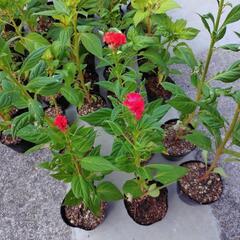 トサカケイトウ  B級品の画像
