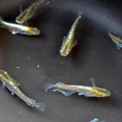 ■(選外)レッドクリフダークタイプ10匹＋‪α②■の画像