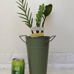 🌿縁起良いザミオクルカス50cm（金銭樹）スチールポット/ピック付き/観葉植物🌿の画像