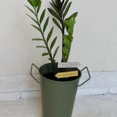 🌿縁起良いザミオクルカス50cm（金銭樹）スチールポット/ピック付き/観葉植物🌿の画像
