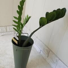 🌿縁起良いザミオクルカス50cm（金銭樹）スチールポット/ピック付き/観葉植物🌿の画像