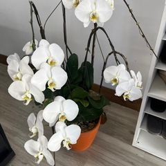 胡蝶蘭　観葉植物※お取引中の画像