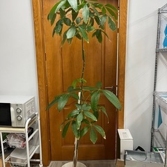 胡蝶蘭　観葉植物※お取引中の画像