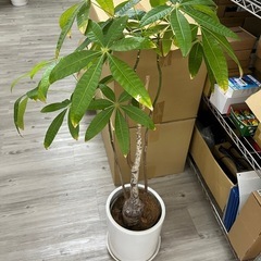胡蝶蘭　観葉植物※お取引中の画像