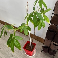 胡蝶蘭　観葉植物※お取引中の画像