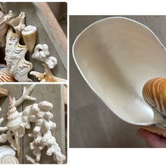 ナチュラルな貝殻とサンゴのセット巻き貝　アンモナイト　海インテリア　ガーデニングの画像