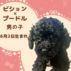 ビションプーの男の子