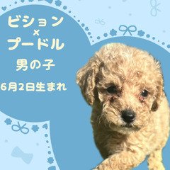 ビションプーの男の子