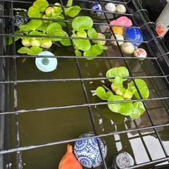 ホテイ草　ホテイアオイの画像