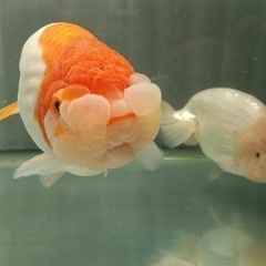 らんちゅう　親魚　金魚　サイズ17cm ・18cm が 2匹　蘭鋳　　　の画像