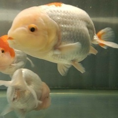 らんちゅう　親魚　金魚　サイズ17cm ・18cm が 2匹　蘭鋳　　　の画像
