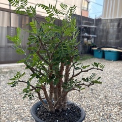 センナメリディオナリス　鉢付き　カタチ製作所　コレクション　灌木　塊根植物の画像
