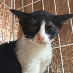 保護したてのハチワレ君