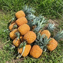 ゴールドバレルSALEの画像
