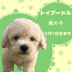 トイプードルの男の子