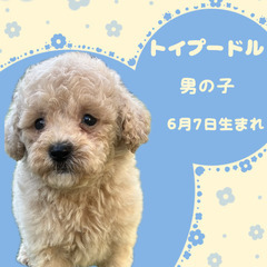 トイプードルの男の子
