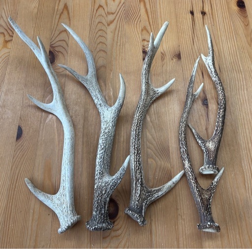 鹿の角5本
