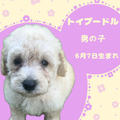 トイプードルの男の子
