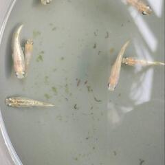 メダカ　めだか　すずらん　2ペアの画像