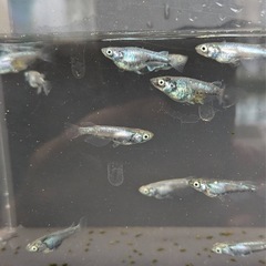 ゴジラメダカ⑫ 10匹＋a　2000円の画像
