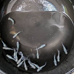 ゴジラメダカ⑫ 10匹＋a　2000円の画像