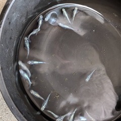 ゴジラメダカ⑫ 10匹＋a　2000円の画像