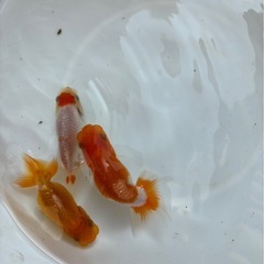らんちゅう３匹1000円　　①の画像