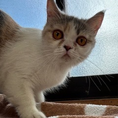 ミヌエット とっても元気な猫ちゃんです🐈