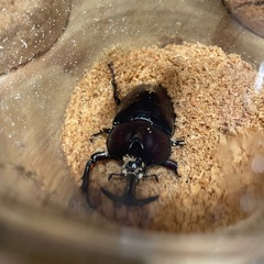 カブトムシ♂6♀2　の画像