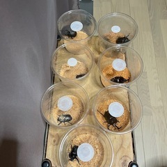 カブトムシ♂6♀2　の画像