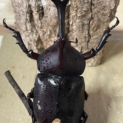 カブトムシ♂6♀2　の画像