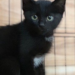 臆病だけど甘えん坊ゴロゴロの黒猫くん8/1014:00