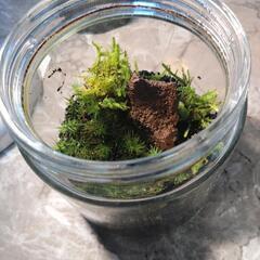 小さな癒し✨　苔リウムの画像