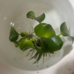 ホテイアオイ6株の画像