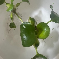 ホテイアオイ6株の画像