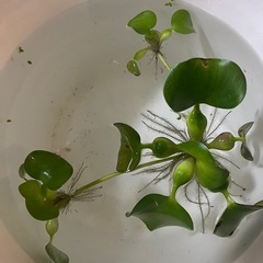 ホテイアオイ6株の画像