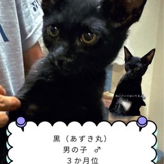 黒ネコ（仮名あずき丸）