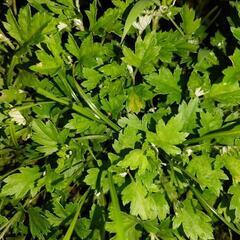 🌿ヨモギ🌿（フーチバー）“ハーブの女王🌿”の画像