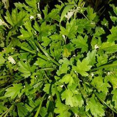 🌿ヨモギ🌿（フーチバー）“ハーブの女王🌿”の画像