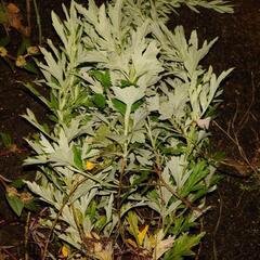 🌿ヨモギ🌿（フーチバー）“ハーブの女王🌿”の画像