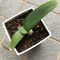 眉刷毛万年青(マユハケオモト)苗の画像