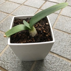 眉刷毛万年青(マユハケオモト)苗の画像